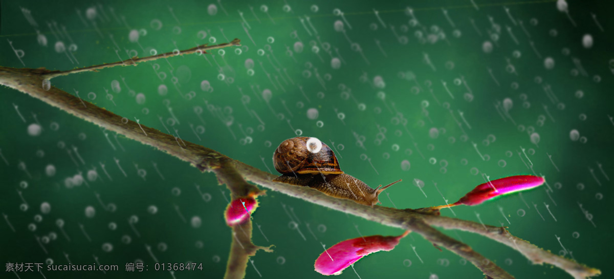 下雨 效果 合成 昆虫 生物世界 树枝 蜗牛 下雨效果 暗绿色