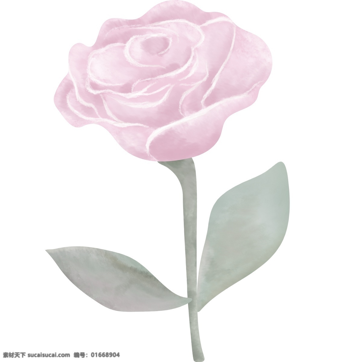 典雅 手绘 玫 红色 玫瑰花 绿叶 植物 花朵 优雅 芳香 玫瑰 迷人