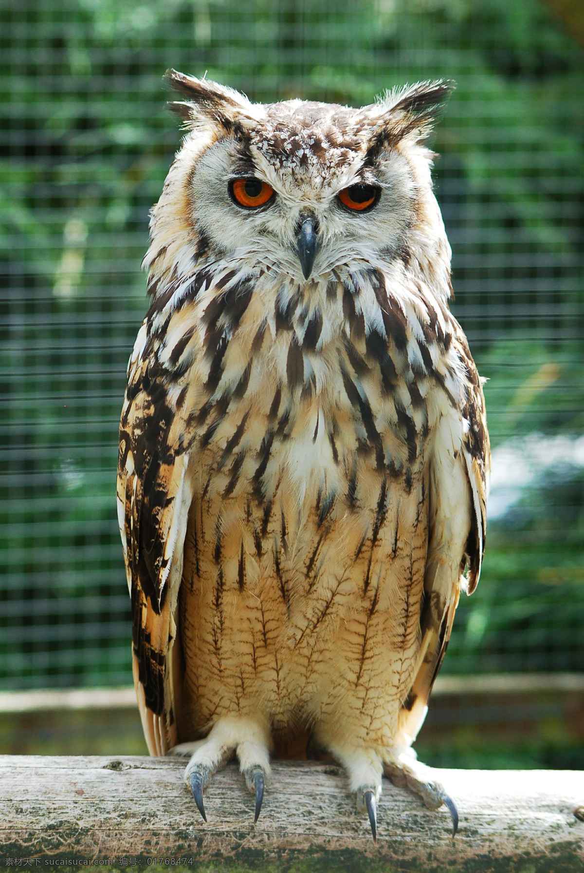 猫头鹰 鸮形目 strigiformes 鸮 枭 owl 雕鸮 鸺鹠 长耳鸮 短耳鸮 林雕鸮 乌雕鸮 雪鸮 黄脚渔鸮 褐渔鸮 长尾林鸮 乌林鸮 灰林鸮 褐林鸮 红角鸮 黄嘴角鸮 领角鸮 兰屿角鸮 横斑腹小鸮 鹰鸮 鬼鸮 斑头鸺鹠 花头鸺鹠 猛鸮 仓鸮 草鸮 栗鸮