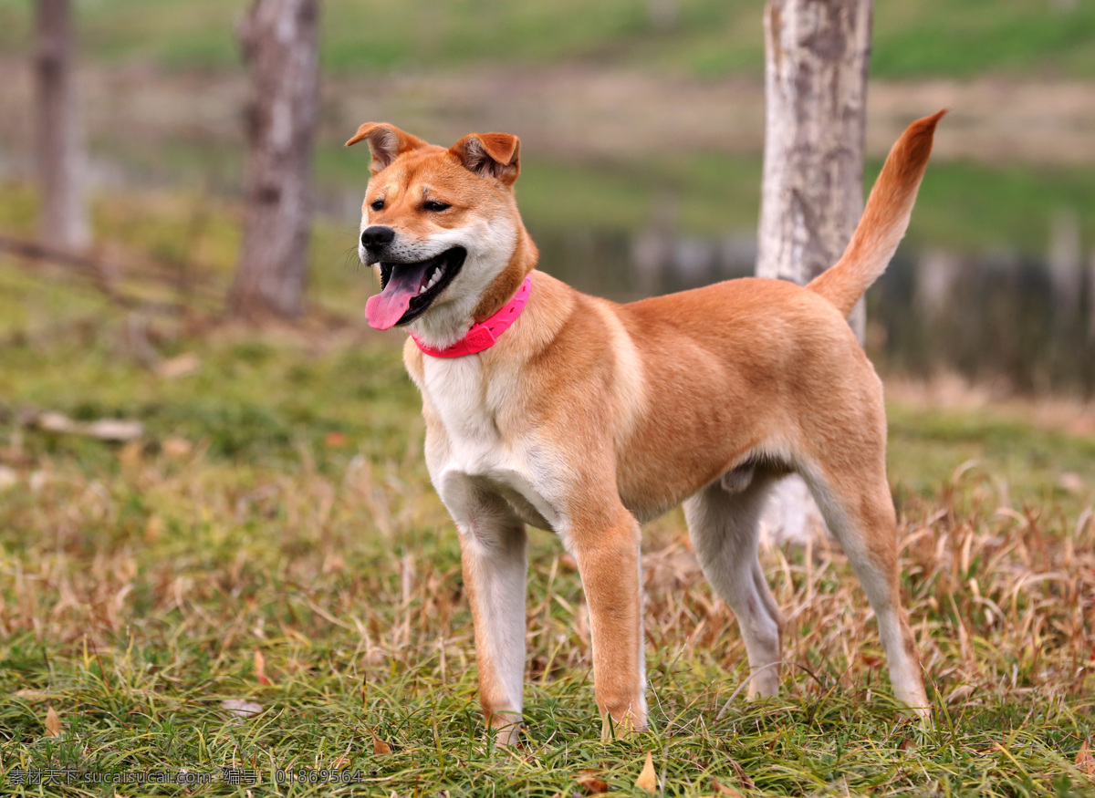 土狗闹闹 狗 土狗 中华田园犬 宠物狗 春天郊游 家禽家畜 生物世界