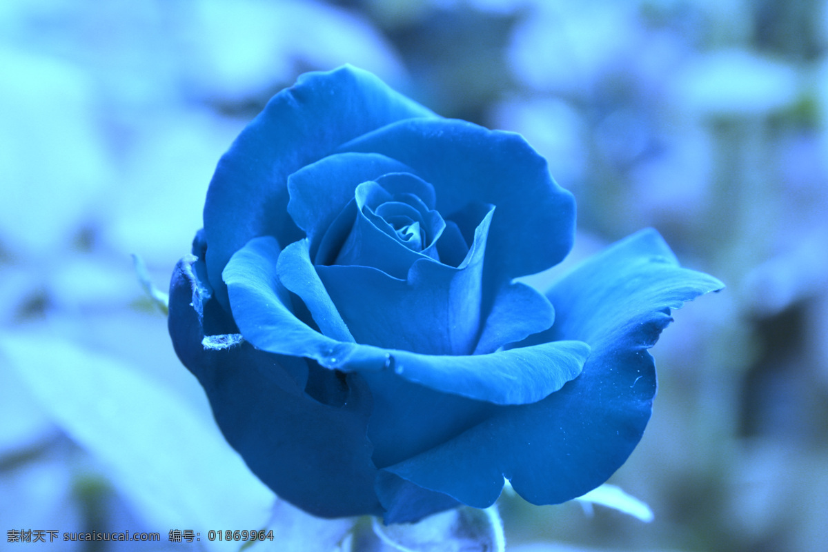 蓝色玫瑰 蓝色 玫瑰 情人节 浪漫 独特 花草 生物世界