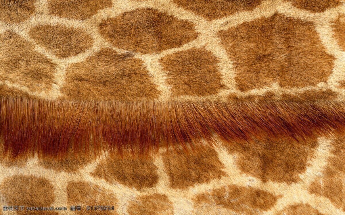 长颈鹿 皮毛 背景 图 大自然 底纹 动物 底纹边框