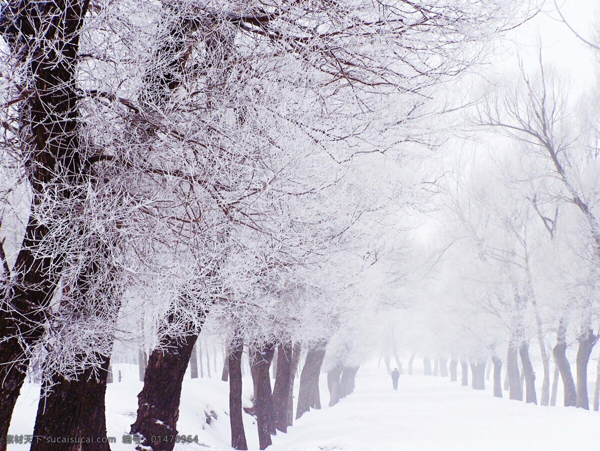 雪域红柳 雪景 雾凇 路 雪地 大树 自然风景 自然景观