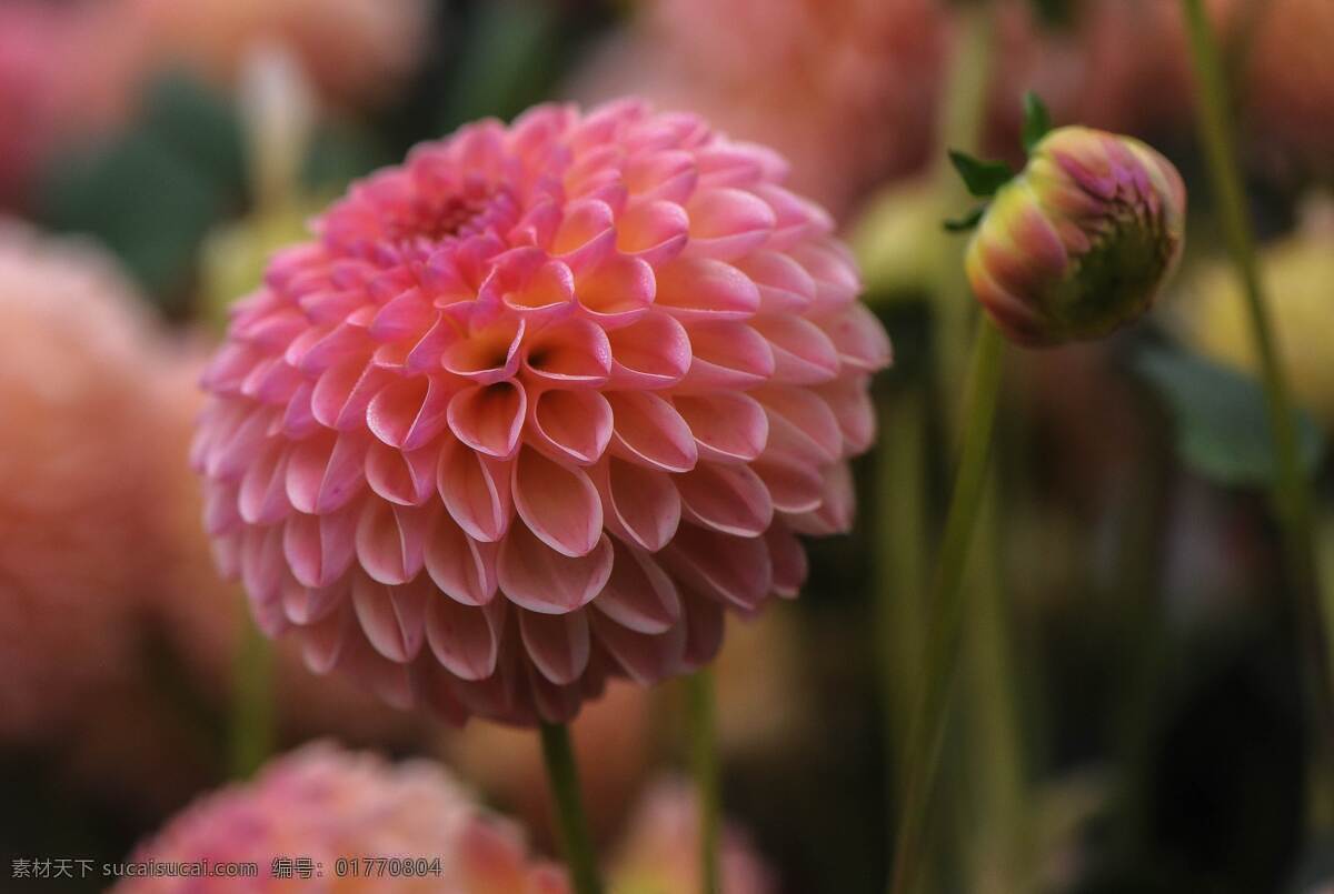 大丽花 花 花丛 美丽 花朵 清新 活力 自然景观 自然风景