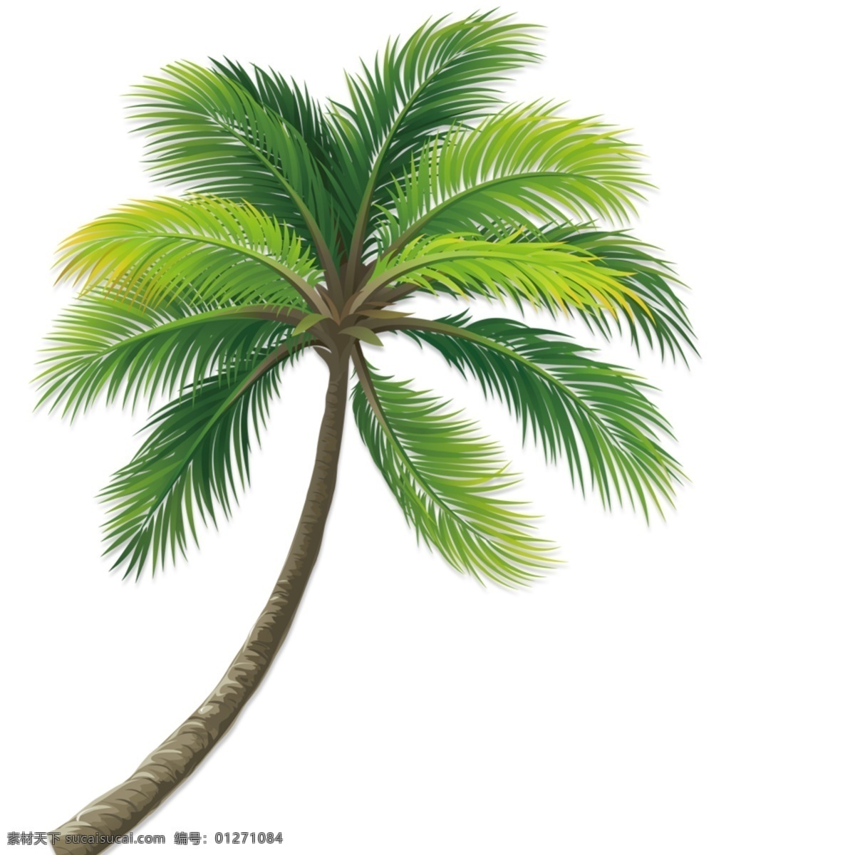 椰子树 树 一棵树 大树 海滩树 树枝 树干 素材图