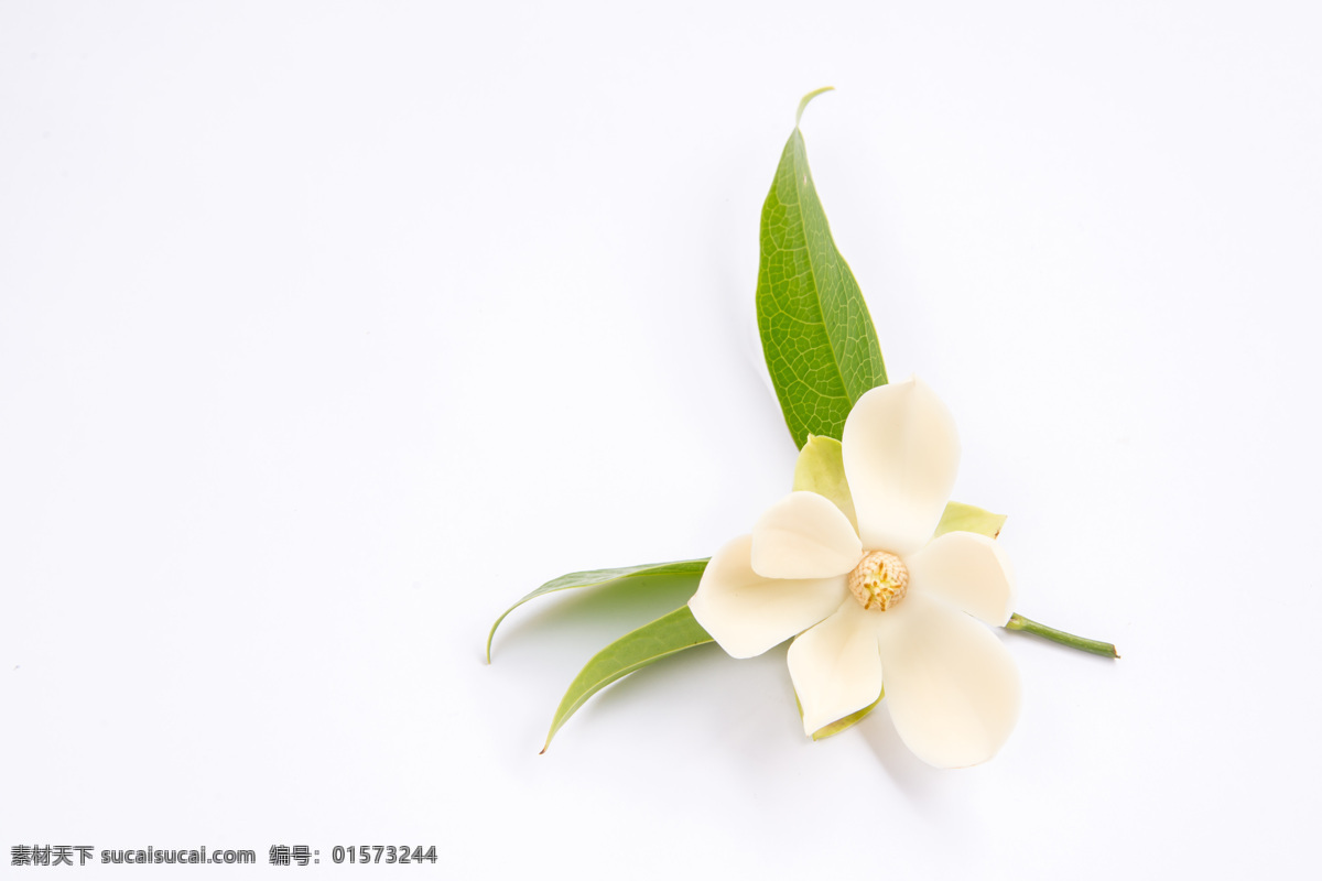 植物 花朵 植物花朵 美丽鲜花 漂亮花朵 花卉 鲜花摄影 花草树木 生物世界