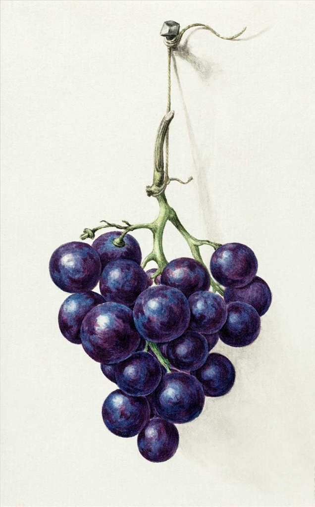 卡通葡萄 手绘葡萄 葡萄插画 葡萄绘画 水彩葡萄 紫色葡萄 水彩水果 水果绘画 食物 生物世界 水果