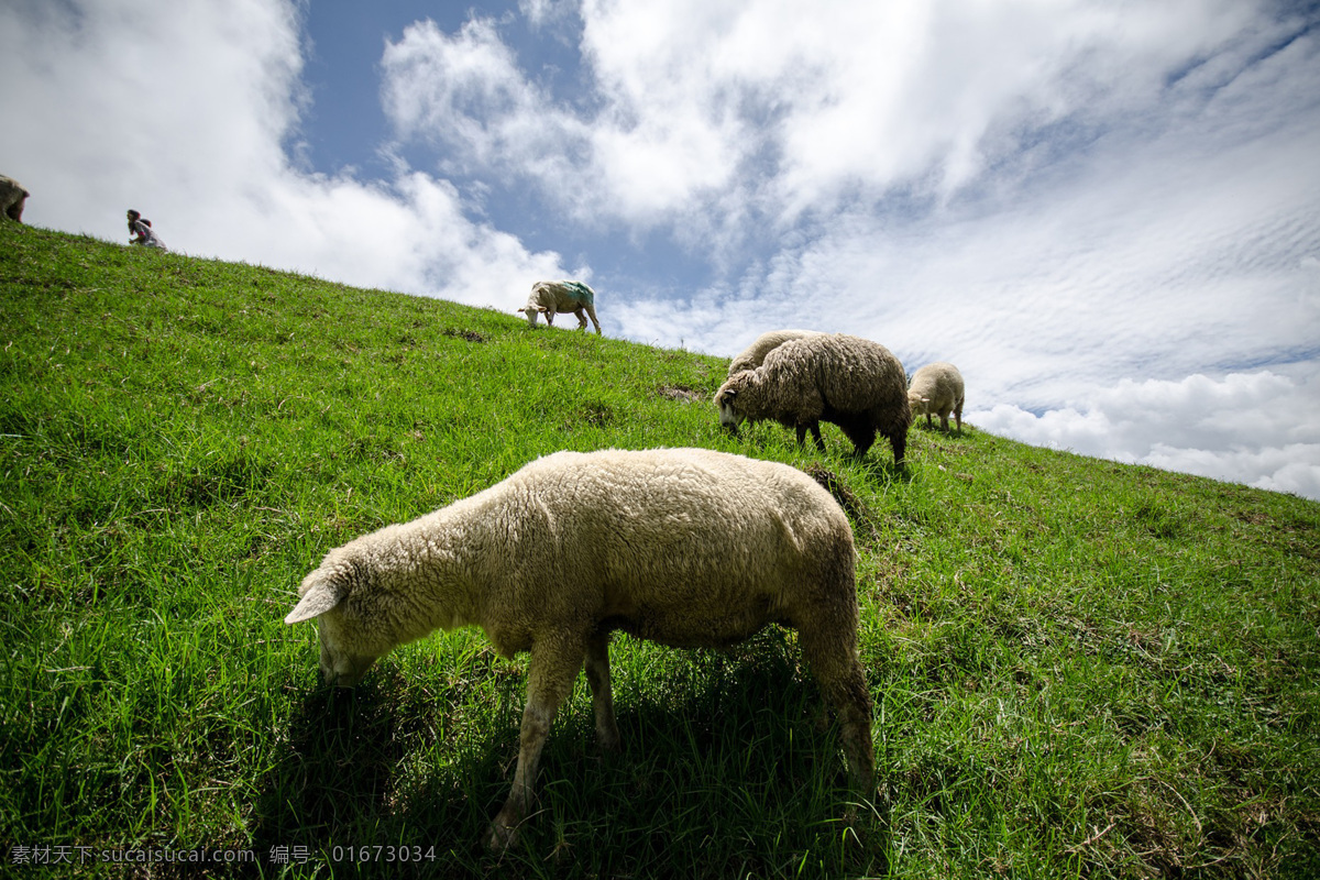 山羊 绵羊 湖羊 岩羊 动物 ram sheep goat 哺乳动物 野山羊 盘羊
