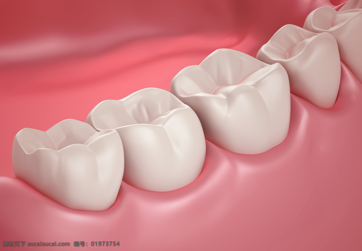 牙齿 牙龈 牙齿模型 保护牙齿 牙科 健康牙齿 人体器官图 人物图片