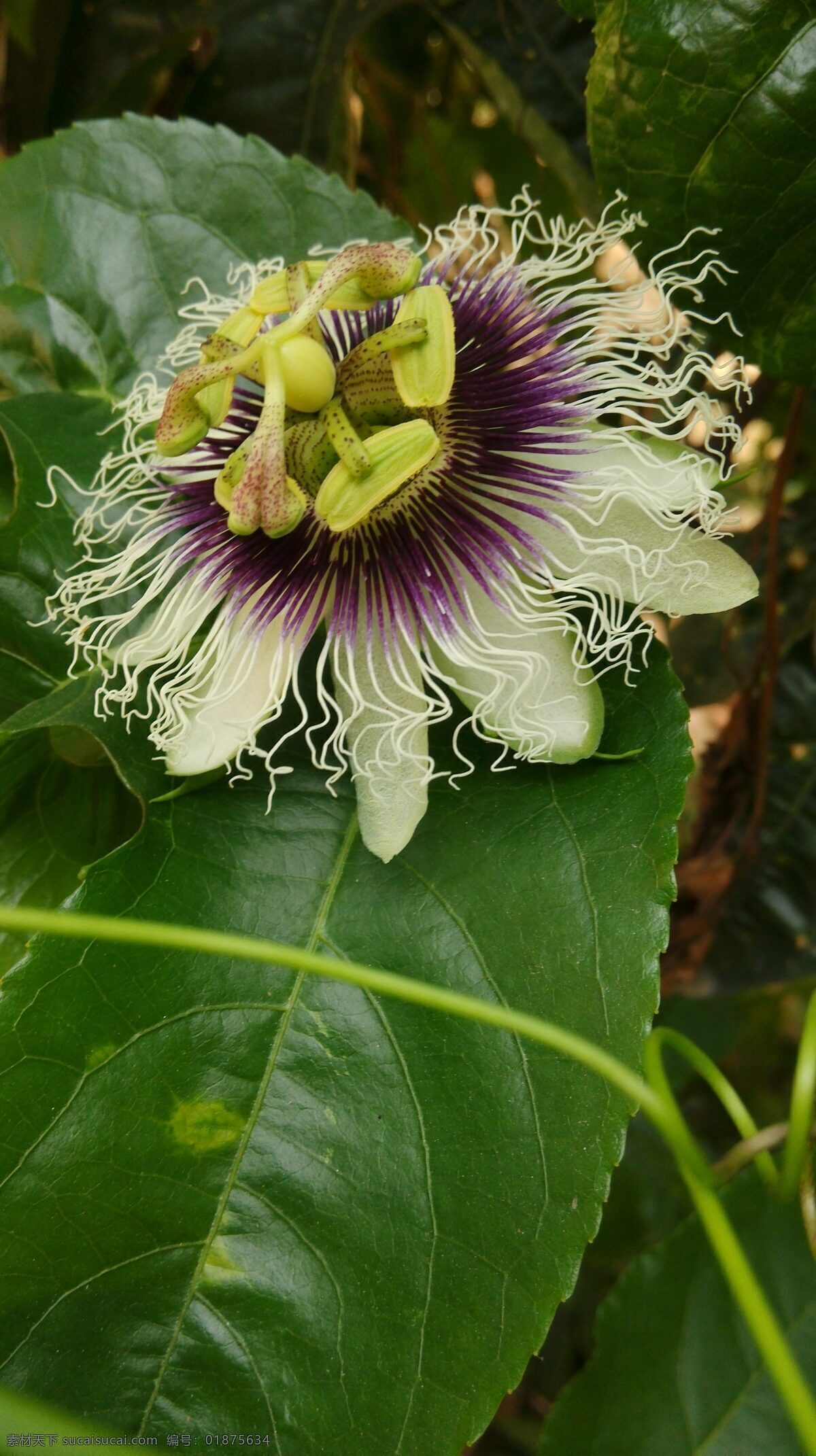 百香果花 百香果 花 藤蔓植物 美花 紫色 生物世界 花草