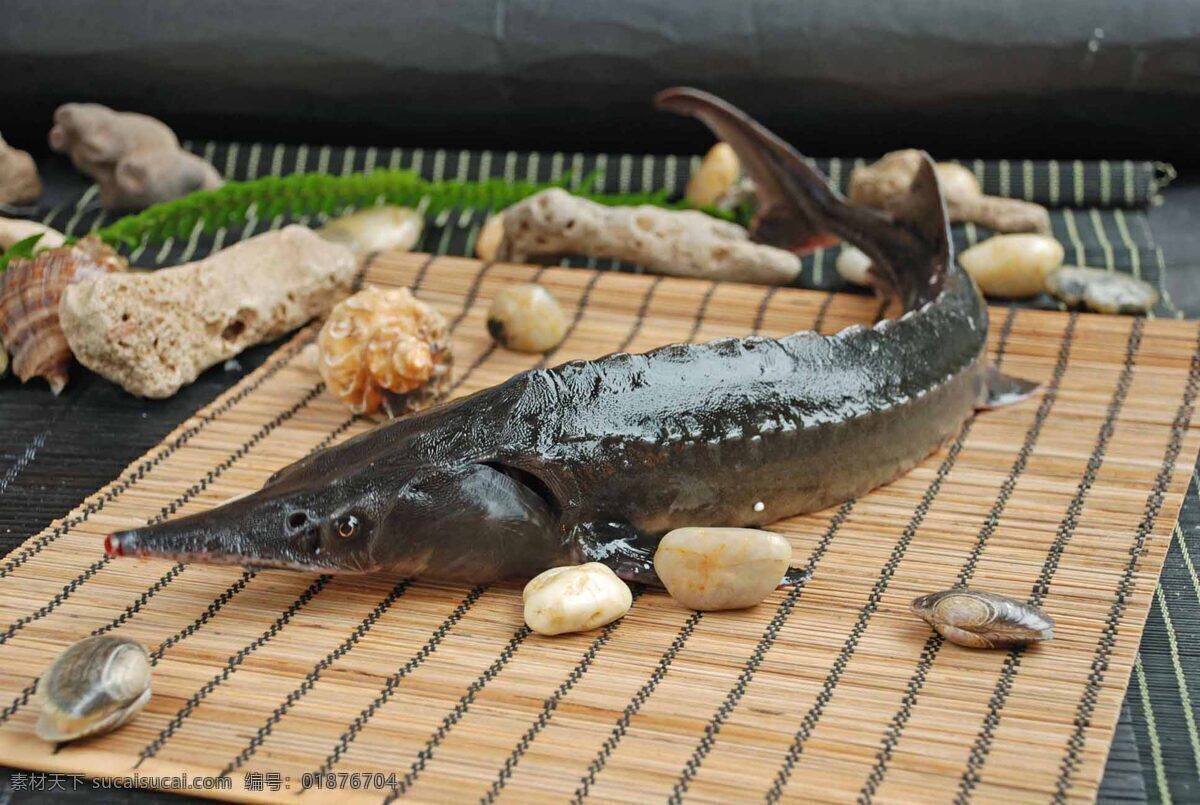 鲟鱼 河鲜 鱼类 生物世界