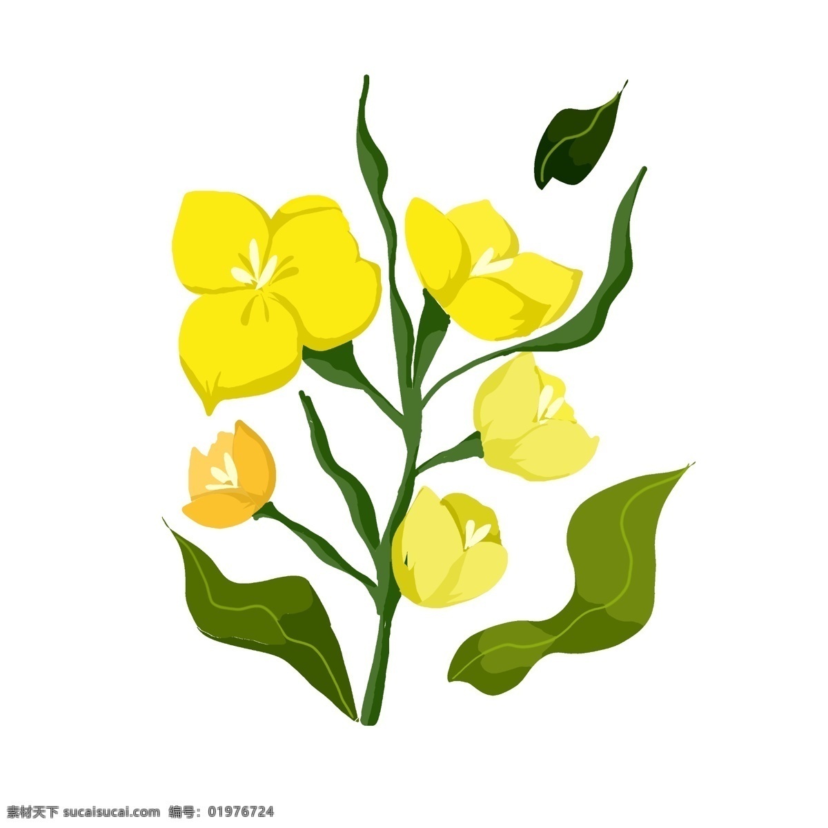 春天 油菜花 植物 插画 自然 油菜花植物花 油菜花植物 油菜花特写 黄色花朵插画