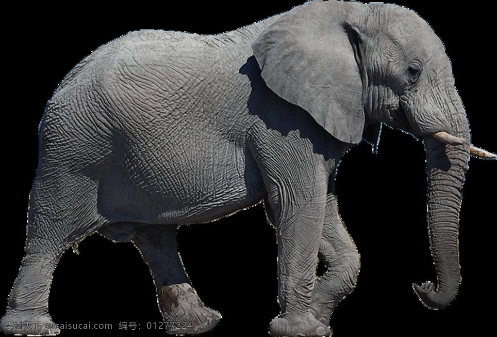 灰色 大象 免 抠 透明 灰色的大象 高清 灰色非洲大象 灰色亚洲大象 灰色大象 灰色大象图片 大象广告图片 大象素材