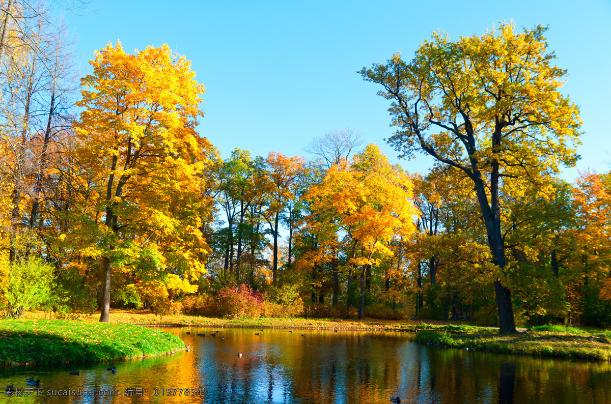 秋天树林风景 树木风景 湖泊 秋季风景 秋天风景 美丽景色 风景摄影 秋天 树林 风景 自然风景 自然景观 青色 天蓝色