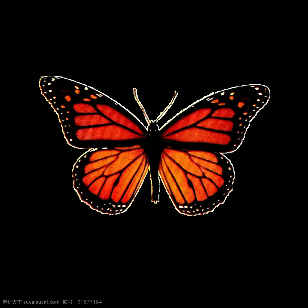 蝴蝶 透明 免扣 蝴蝶素材 高清蝴蝶 红色蝴蝶