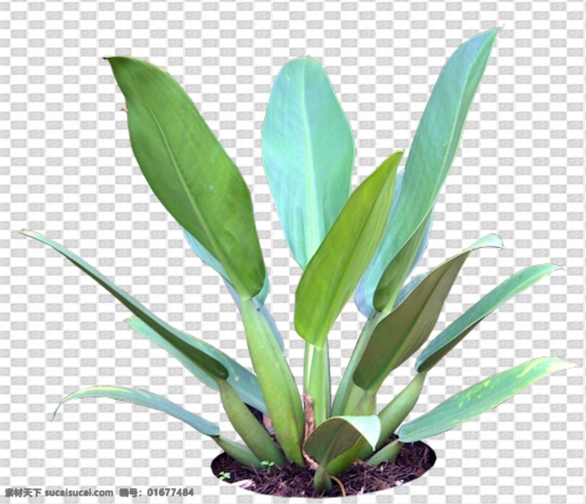 透明 底 植物 透明底植物 藤条 树 ps后期 ps后期素材 园林素材 景观素材 树枝 psd分层图 透明底花艺 绿植 免抠图 分层图 图层 透明背景 植物透明底 分层