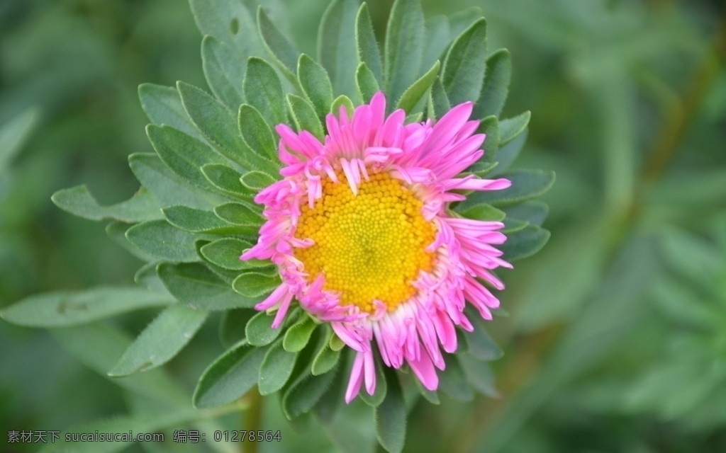 翠菊 花卉 江西腊 七月菊 蓝菊 头状花序 单生枝顶 苞片多层 叶状 紫红 一朵 花卉系列 花草 生物世界