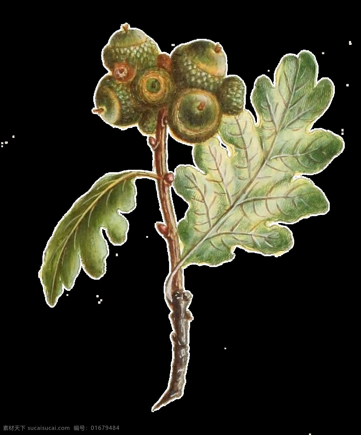 手绘 株 野花 透明 植物 花蕾 绿叶 免扣素材 树枝 透明素材 叶子 装饰图片
