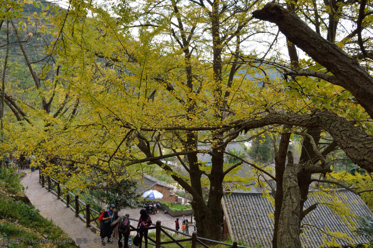 银杏 银杏叶 树叶 秋天 秋季 秋色 金黄 妥乐 古银杏之乡 盘县 贵州 生物世界 树木树叶