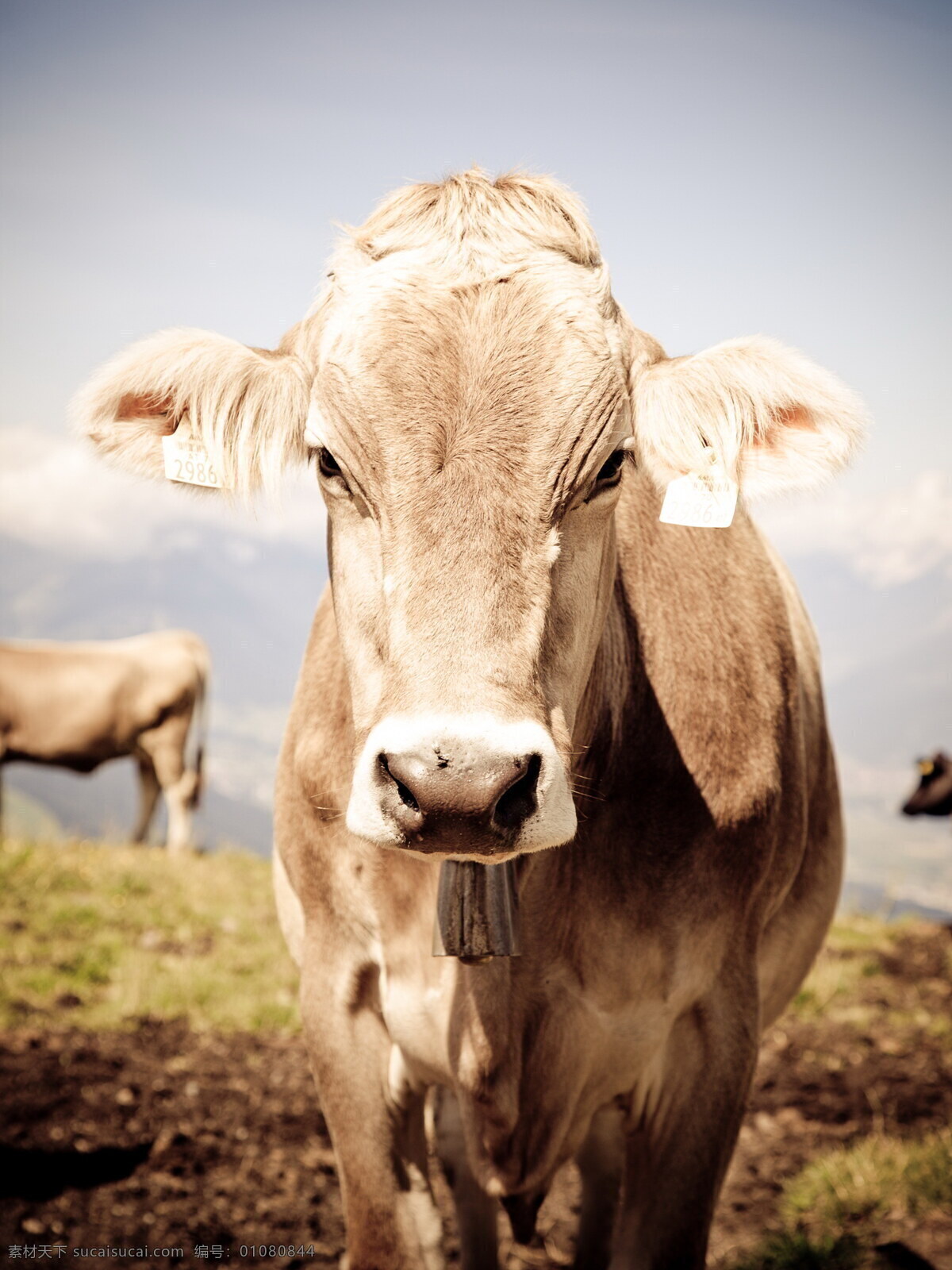 草原 上黄 牛 高清 奶牛 母牛 老牛 家牛 牛牛
