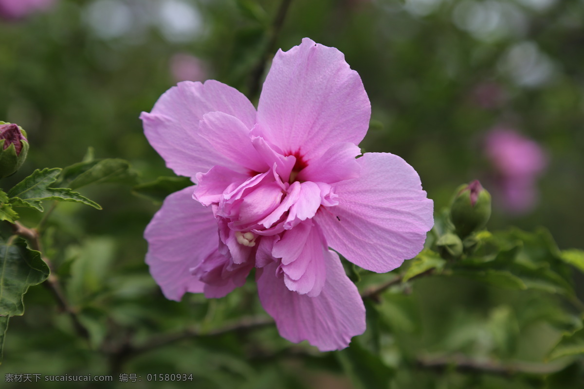 木槿花 木槿 无穷花 花卉 花儿 花草 植物 园林绿化 绿化景观 装饰画 木槿木槿花 生物世界