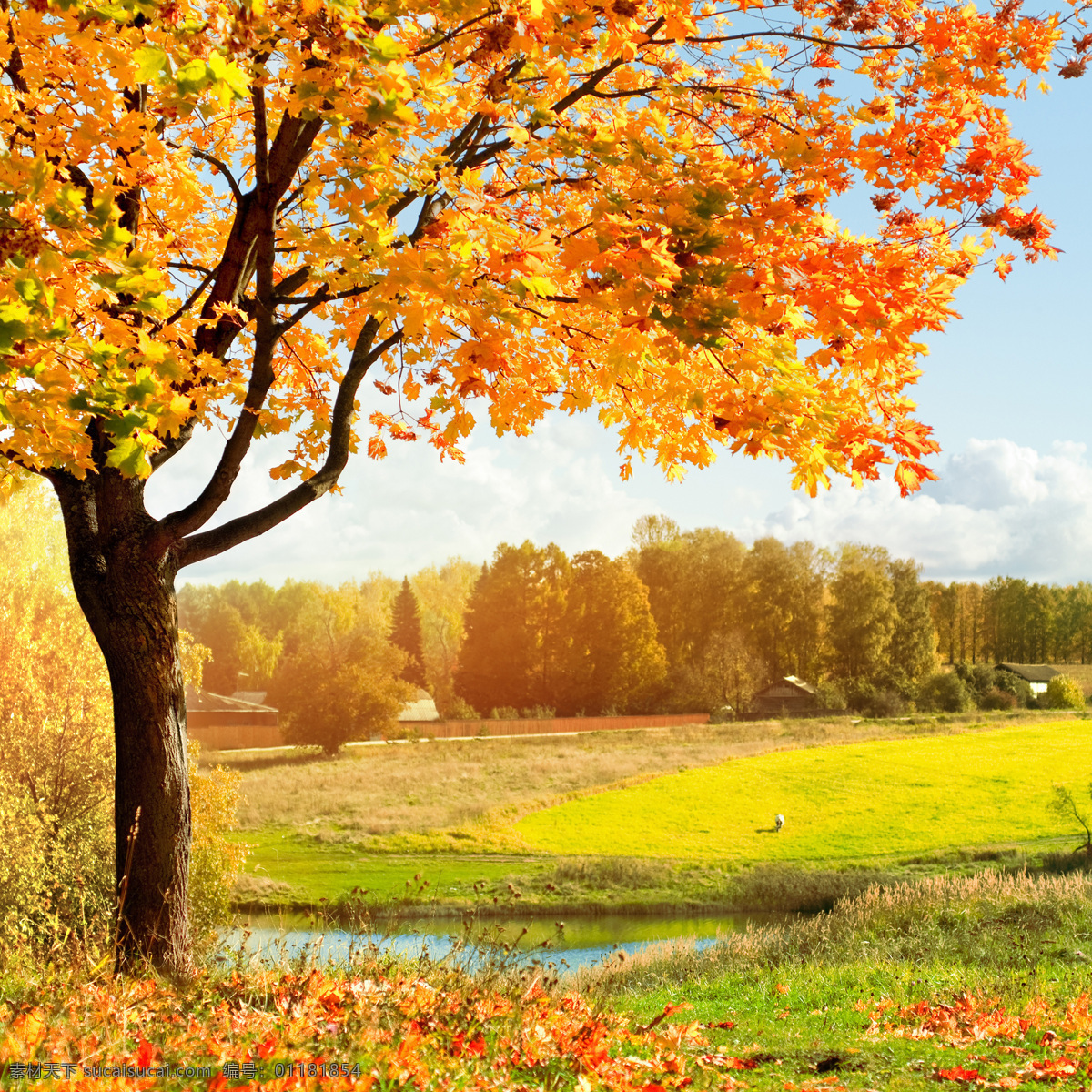 美丽秋天树木 美丽秋天风景 秋季风景 秋天美景 秋天枫叶 黄叶 落叶 枫树 自然风景 自然景观 黄色