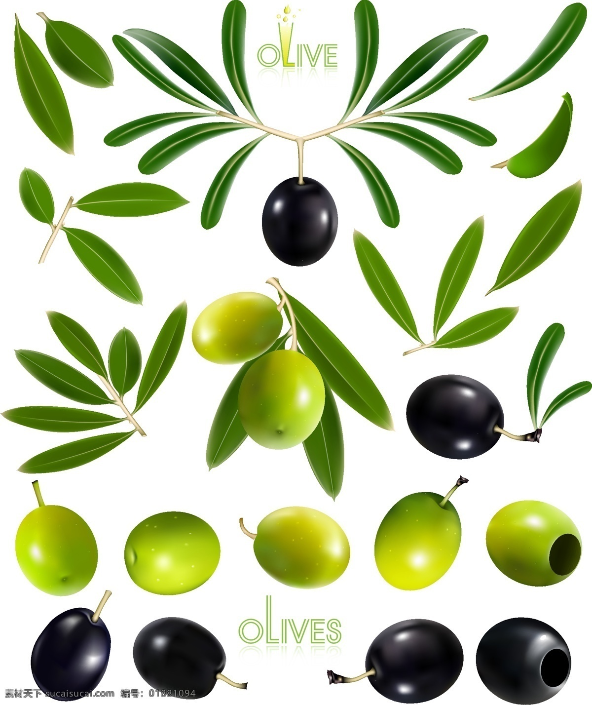 精美 油橄榄 橄榄 矢量 橄榄叶 橄榄枝 矢量图 olive