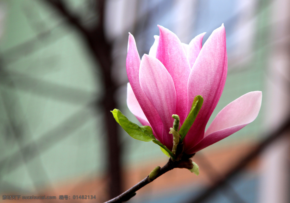 玉兰花 玉兰 公园 花园 春天 生态公园 自然 花草 生物世界