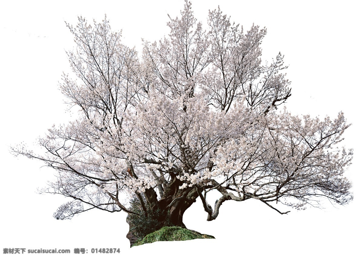 樱花树 春天樱花 单棵树 分层 源文件