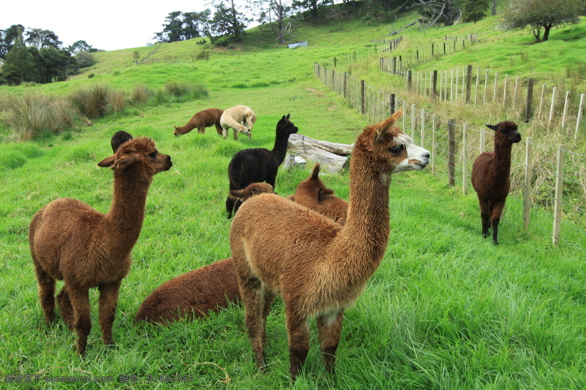 可爱 新西兰 驼 羊 天空 新西兰农场 山坡 绿树 绿地 草地 围栏 驼羊 新西兰风光 生物世界 家禽家畜