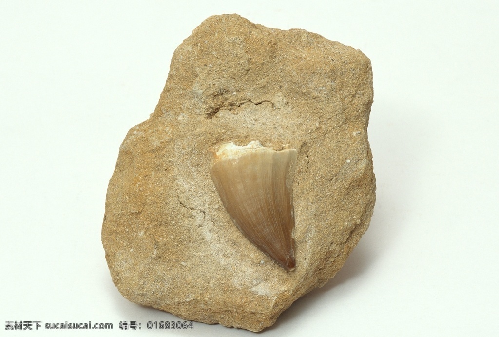 古生物化石 生物化石 化石 古生物 科研价值 地质作用