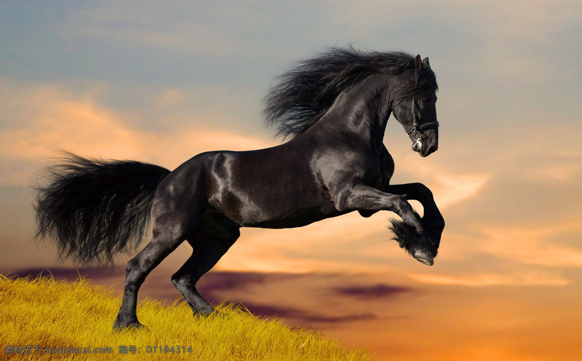 抬起 前 蹄 黑马 抬起前蹄 动物 黄色草地 天空 傍晚美景 陆地动物 生物世界