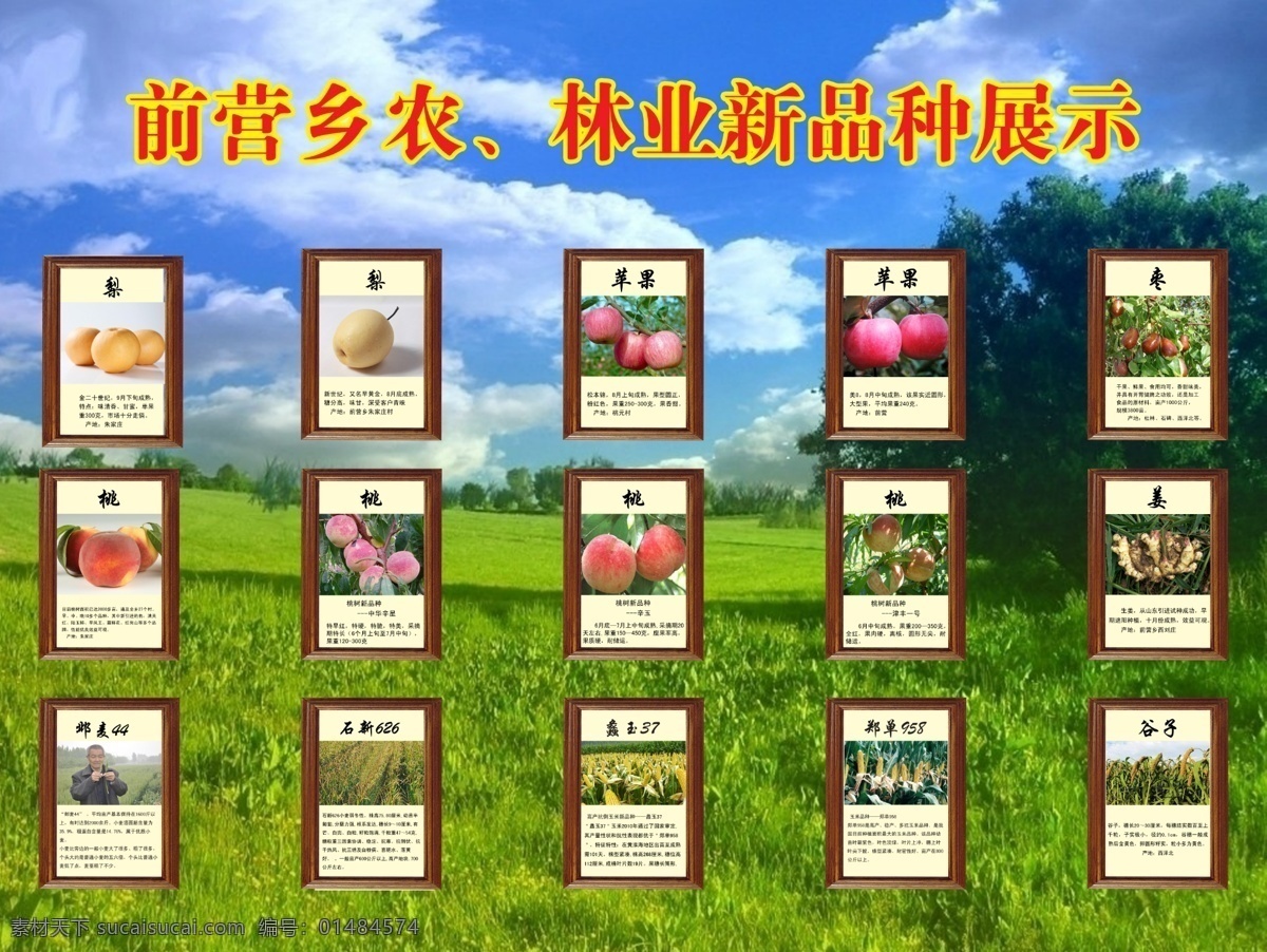 农林业 新品种 展示 姜 梨 林业 农业 苹果 桃 枣 新品种展示 农产品介绍 展板 其他展板设计
