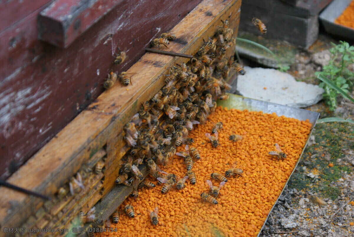 采花粉 采茶叶花粉 茶叶花粉 蜂花粉 养蜂 蜜蜂 蜂蜜 昆虫 生物世界