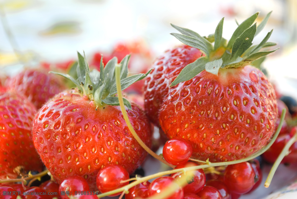 新鲜 草莓 水果 新鲜水果 草莓背景 蔬菜图片 餐饮美食
