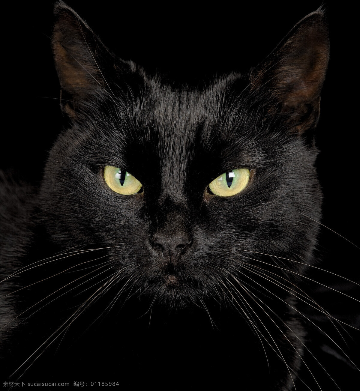 可爱 黑猫 小猫 猫咪 萌 宠物猫 动物世界 猫咪图片 生物世界