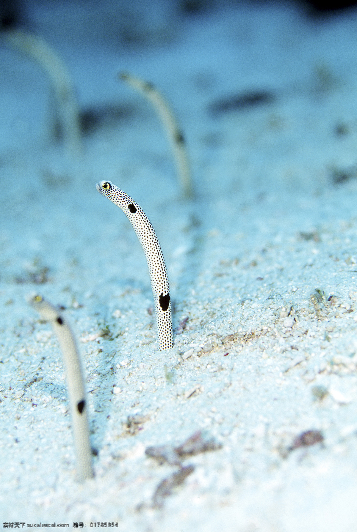 海星 水母 海胆 安静 礁石 探秘 潜水员 鱼群 珊瑚 生物 海底世界 深海