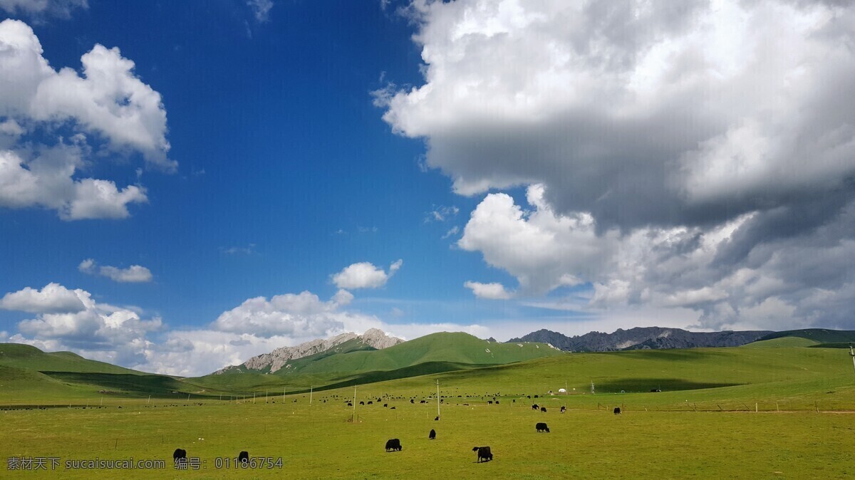 桑科草原 甘南 蓝天白云 草原 羊群 牛群 风景照片 拍摄素材 自然景观 山水风景