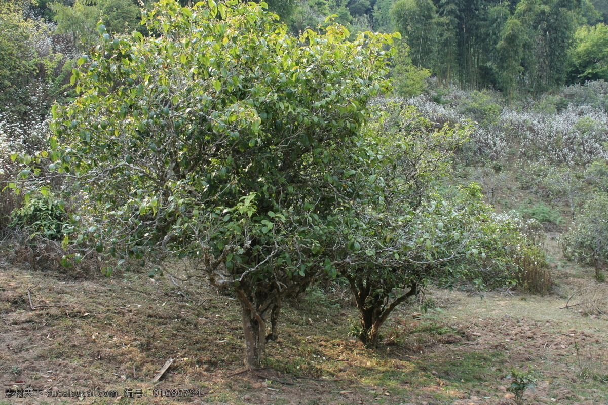 普洱茶树 普洱 茶树 古茶树 茶叶 古树茶 树木树叶 生物世界