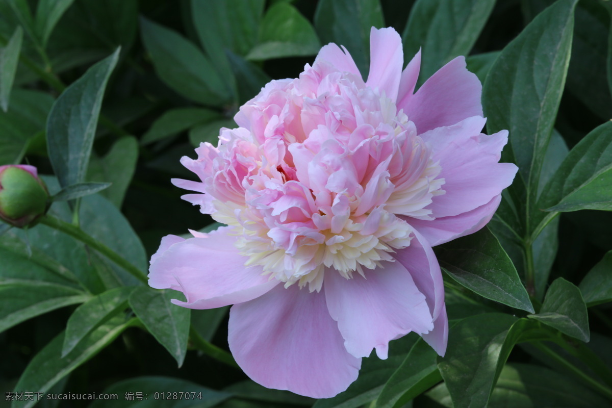 芍药花 芍药 将离 离草 花卉 花儿 花骨朵 花草 植物 园林绿化 绿化景观 花朵 花蕊 芍药牡丹 生物世界