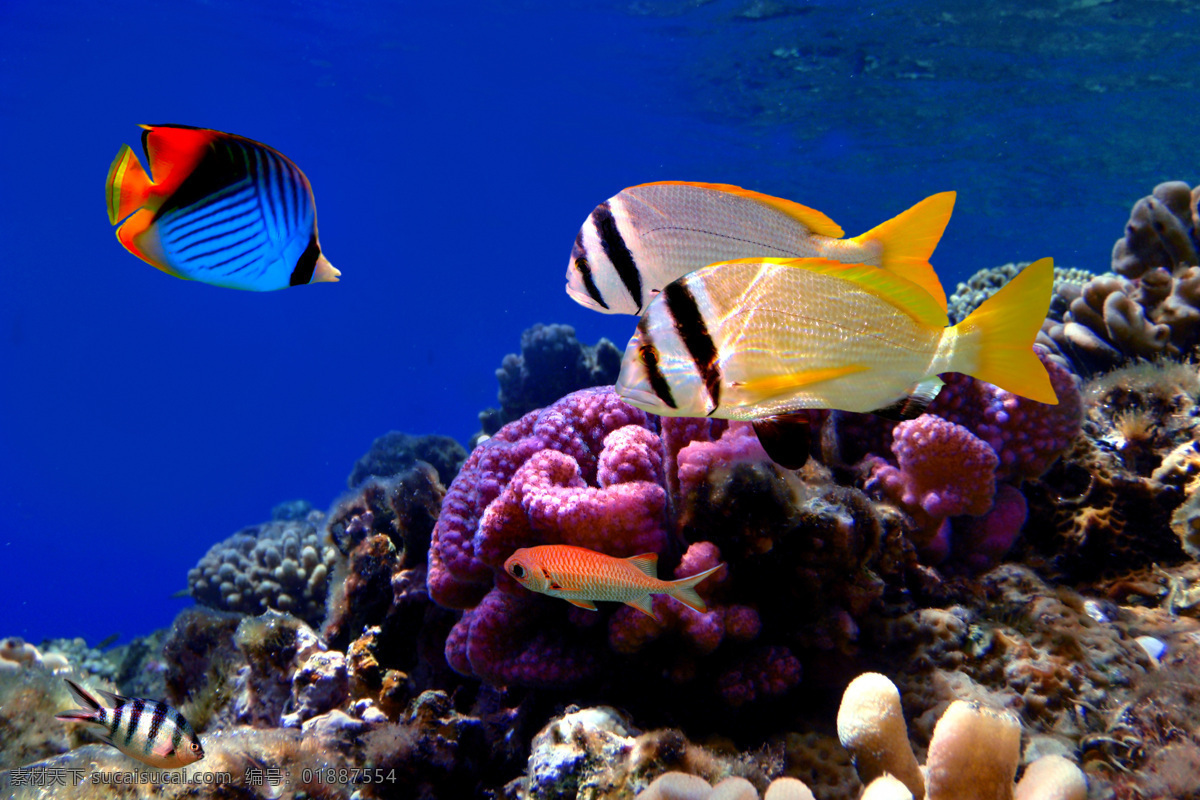 海底世界 五彩鱼 珊瑚 蓝色 深海 动物 生物世界 海洋生物