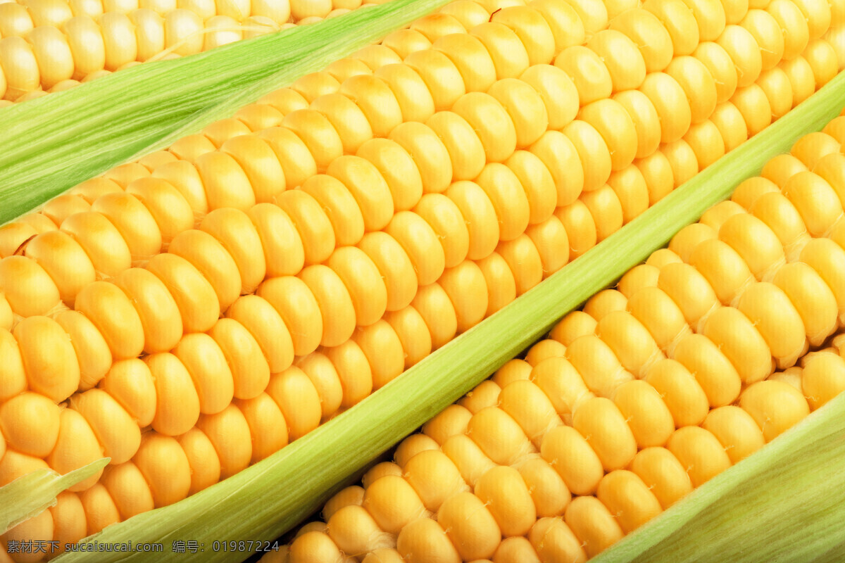 玉米 玉米棒 甜玉米 包谷 苞米 棒子 玉米棒子 食物原料 五谷杂粮 餐饮美食