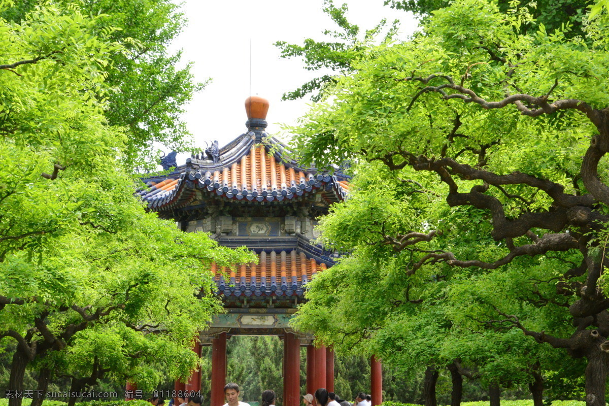 天坛美景 龙爪槐 天坛风景 园林美景 小路 园林风景 园林 植物 花草 园林景观 草地 园林绿化 公园美景 绿化景观 建筑园林 园林建筑