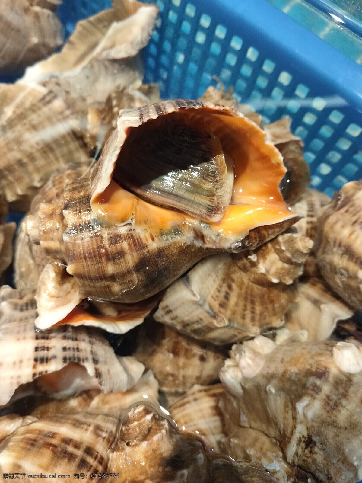 海螺 鱼 虾 蟹 水产品 海鲜 海产品 美食 营养 食材 生物世界 鱼类