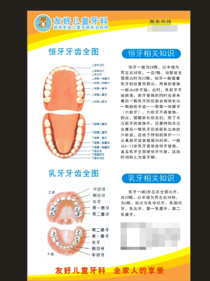 牙齿图解 恒牙 乳牙 示意图 海报 科普海报 诊室挂画