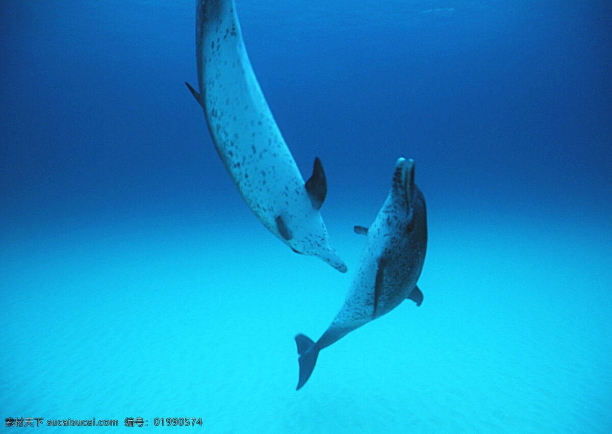 两 只 海豚 动物世界 生物世界 海底生物 大海 水中生物