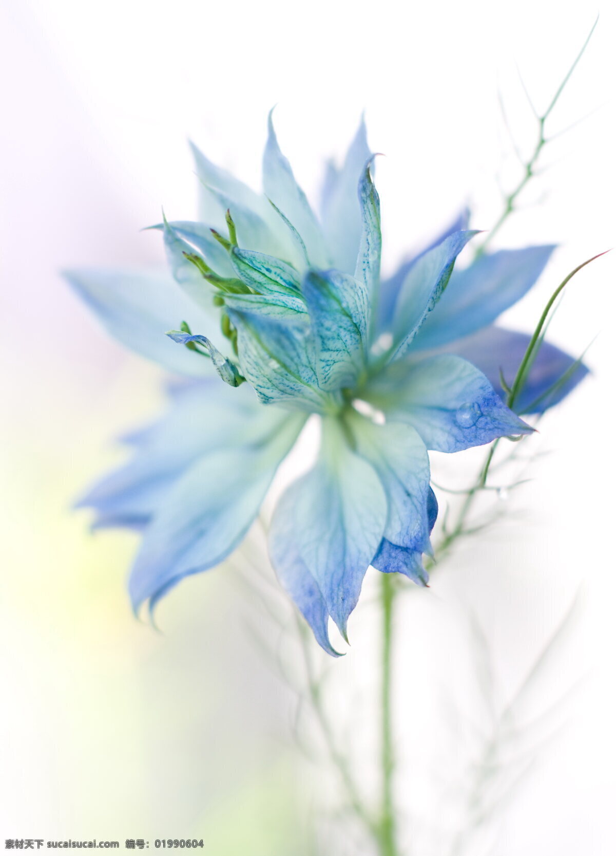 唯美 蓝色 花朵 高清 淡雅 鲜花