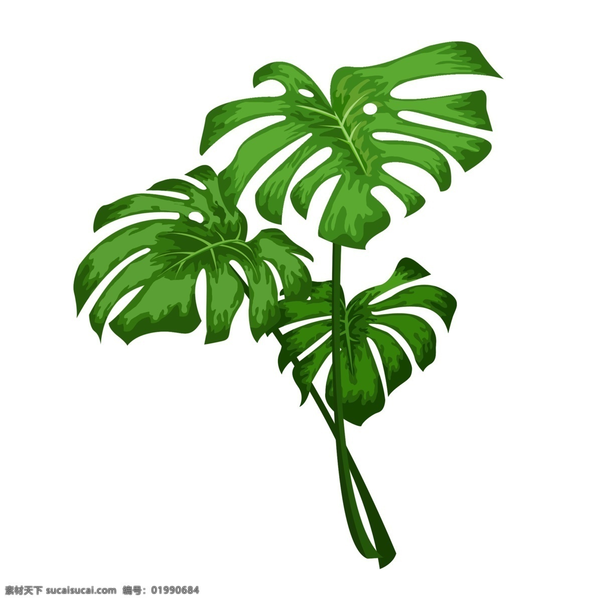 龟背竹 热带 植物 绿色植物 丛林 热带装饰 自然景观 自然风光