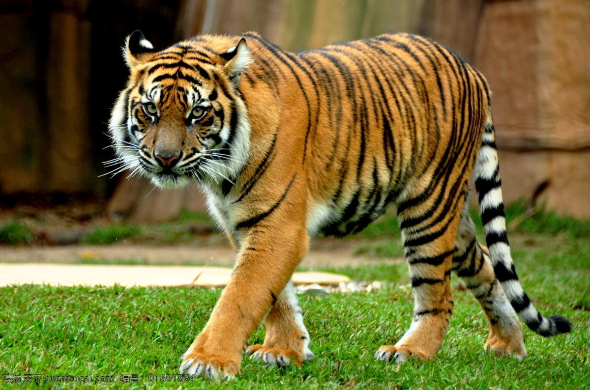 孟加拉虎 老虎 虎 猛兽 猫科动物 生物世界 野生动物 摄影图库