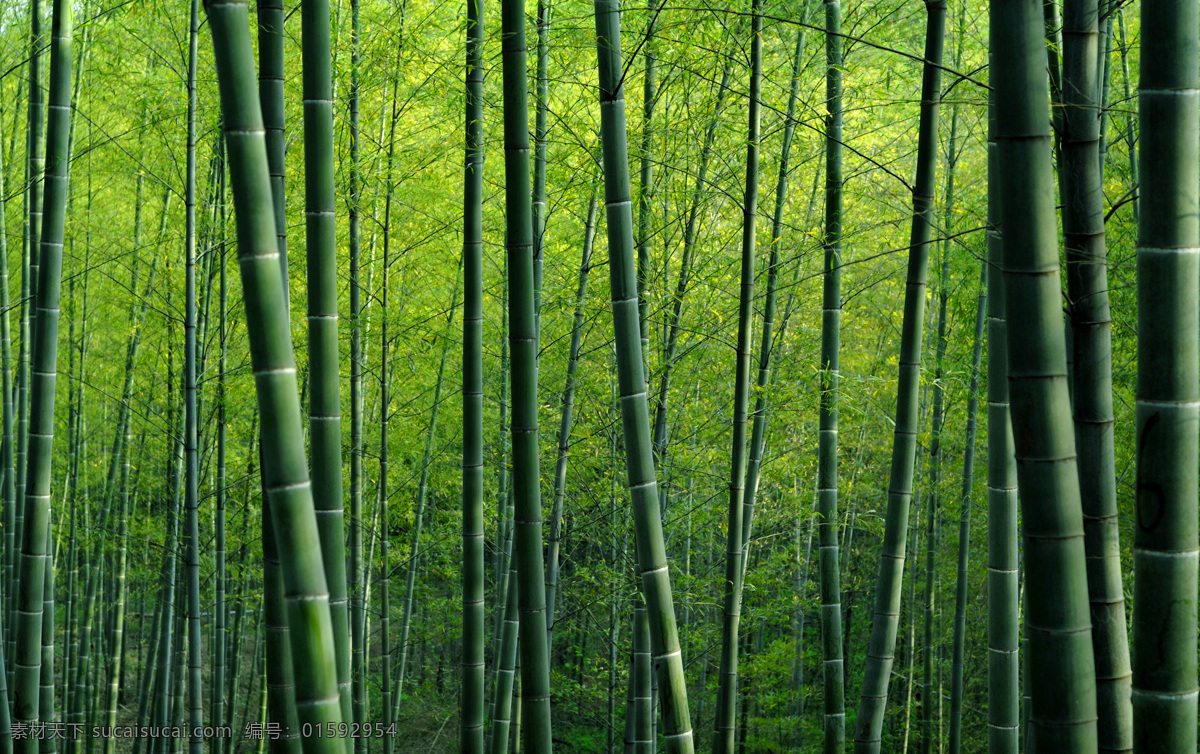 美丽 竹林 风景 绿竹背景 竹林风景 竹子背景 竹子摄影 花草树木 生物世界